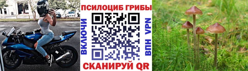 Галлюциногенные грибы Magic Shrooms  Ростов 